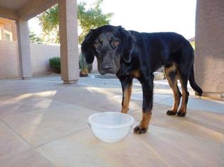 Labrottie Dogs for adoption in Phoenix, AZ, USA