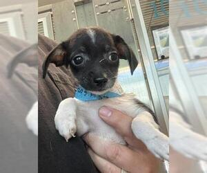 Chihuahua Dogs for adoption in San Martin, CA, USA