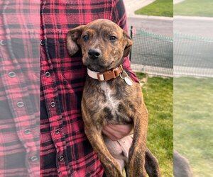 Boxweiler Dogs for adoption in Salt Lake City, UT, USA