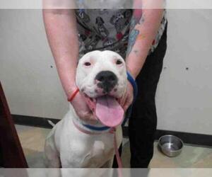 Dogo Argentino Dogs for adoption in Upland, CA, USA