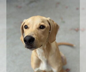 Labrador Retriever-Unknown Mix Dogs for adoption in Tulsa, OK, USA