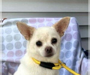 Chihuahua Dogs for adoption in Wheaton, IL, USA