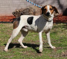 English Foxhound Dogs for adoption in Little Rock, AR, USA