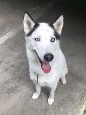 Siberian Husky Dogs for adoption in Elmsford, NY, USA