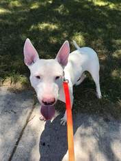 Bull Terrier Dogs for adoption in Lockport, NY, USA