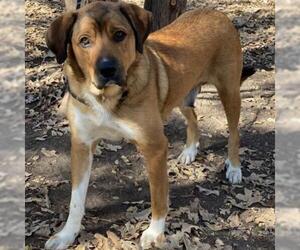 Saint Bernard Dogs for adoption in Denison, TX, USA