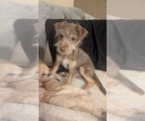 Mutt Dogs for adoption in Morganville, NJ, USA
