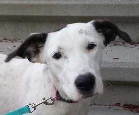 Medium Photo #1 American Bulldog-Pointer Mix Puppy For Sale in Glenwood, GA, USA