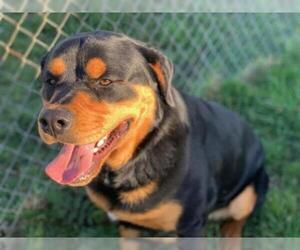 Rottweiler Dogs for adoption in McKinleyville, CA, USA