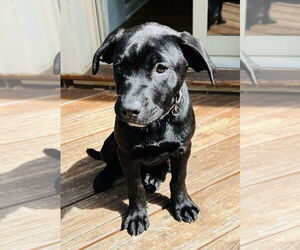 Labrador Retriever-Unknown Mix Dogs for adoption in Germantown, OH, USA