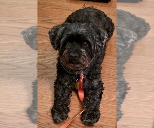 Shih Tzu-Unknown Mix Dogs for adoption in Mooresville, NC, USA