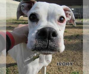 Boxer Dogs for adoption in Lindsay, CA, USA
