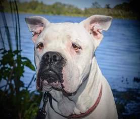 American Bulldog Dogs for adoption in Thonotosassa, FL, USA
