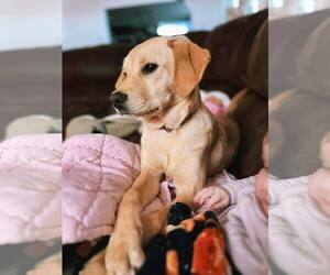 Golden Labrador Dogs for adoption in New Orleans, LA, USA