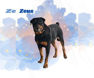Rottweiler Dogs for adoption in San Diego, CA, USA