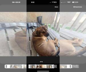 Mutt Dogs for adoption in Calgary, Alberta, Canada