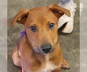 Labmaraner Dogs for adoption in Chantilly, VA, USA