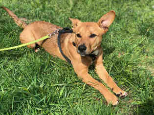 Medium Photo #1 German Shepherd Dog-Unknown Mix Puppy For Sale in McKinleyville, CA, USA