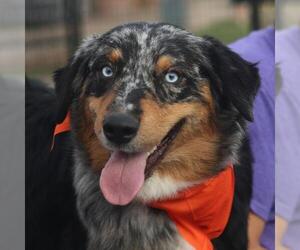 Australian Shepherd Dogs for adoption in San Antonio, TX, USA