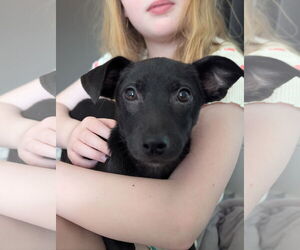 Mutt Dogs for adoption in Plainfield, IL, USA