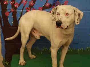 Boxer-Dalmatian Mix Dogs for adoption in Waco, TX, USA