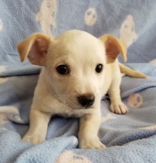 Mutt Dogs for adoption in Stockton, CA, USA