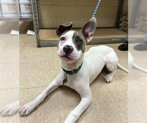 American Pit Bull Terrier Dogs for adoption in Springfield, MA, USA