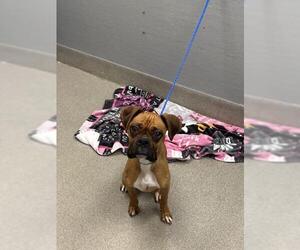 Boxer-Unknown Mix Dogs for adoption in Las Vegas, NV, USA