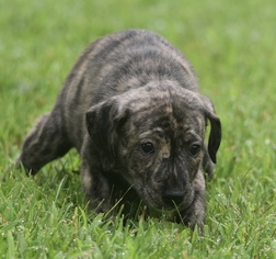 Bullmasador Dogs for adoption in Mechanicsburg, PA, USA