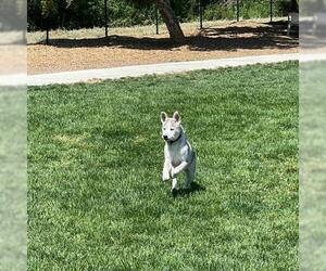 Siberian Husky Dogs for adoption in Walnut Creek, CA, USA