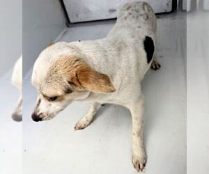 Chihuahua-Unknown Mix Dogs for adoption in Houston, TX, USA