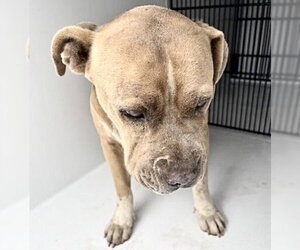Mutt Dogs for adoption in Houston, TX, USA