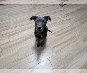 American Staffordshire Terrier-Unknown Mix Dogs for adoption in Chandler, AZ, USA