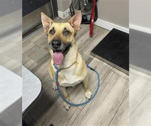 German Shepherd Dog-Unknown Mix Dogs for adoption in Redlands, CA, USA