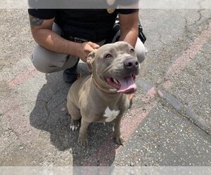 Staffordshire Bull Terrier Dogs for adoption in Santa Maria, CA, USA