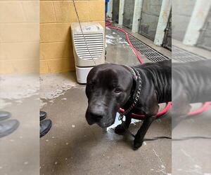 American Pit Bull Terrier Dogs for adoption in Stockton, CA, USA