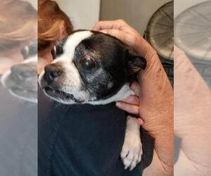 French Bulldog Dogs for adoption in Pembroke, GA, USA