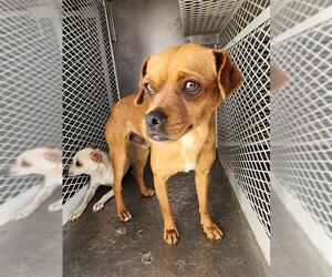 Chihuahua Dogs for adoption in Bakersfield, CA, USA