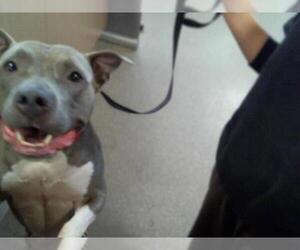 American Pit Bull Terrier-Unknown Mix Dogs for adoption in Louisville, KY, USA