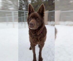 Mutt Dogs for adoption in Bemidji, MN, USA