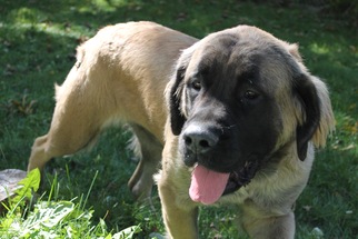Mastiff Dogs for adoption in St. Bonifacius, MN, USA