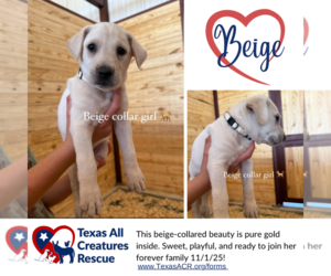 Italian Greyhound-Labrador Retriever Mix Dogs for adoption in Lillian, TX, USA