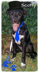 Anatolian Shepherd-Labrador Retriever Mix Dogs for adoption in Dallas, TX, USA