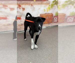 Lab Pei Dogs for adoption in San Bernardino, CA, USA