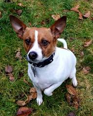 Jack Russell Terrier Dogs for adoption in Yakima, WA, USA