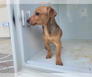 Dachshund Dogs for adoption in Houston, TX, USA