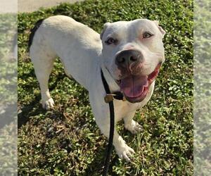 American Staffordshire Terrier Dogs for adoption in Fort Lauderdale, FL, USA