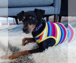 Miniature Pinscher-Unknown Mix Dogs for adoption in Fort Lauderdale, FL, USA