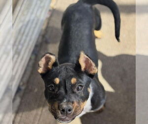 American Pit Bull Terrier-Unknown Mix Dogs for adoption in Hayward, CA, USA