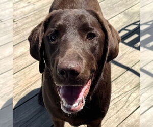 Chocolate Labrador retriever-Unknown Mix Dogs for adoption in Canton, CT, USA